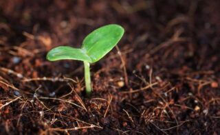 Small plant emerging from the dirt: seed of faith